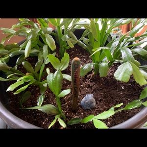 Handmade plant stakes